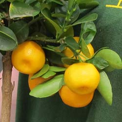 Calamondn